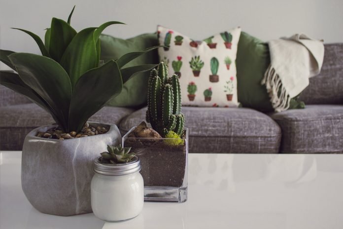 WHAT DO YOU NEED TO KNOW ABOUT KEEPING INDOOR SUCCULENT